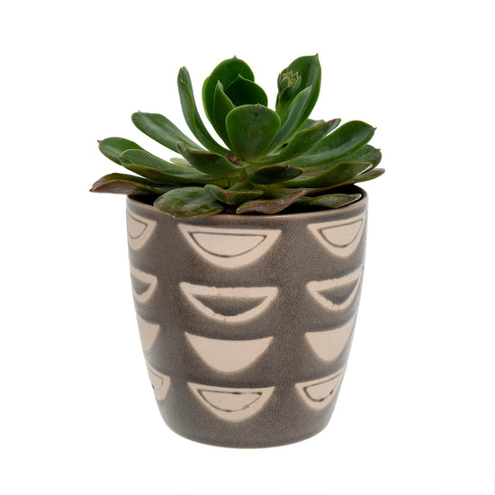 Luna Plant Pot