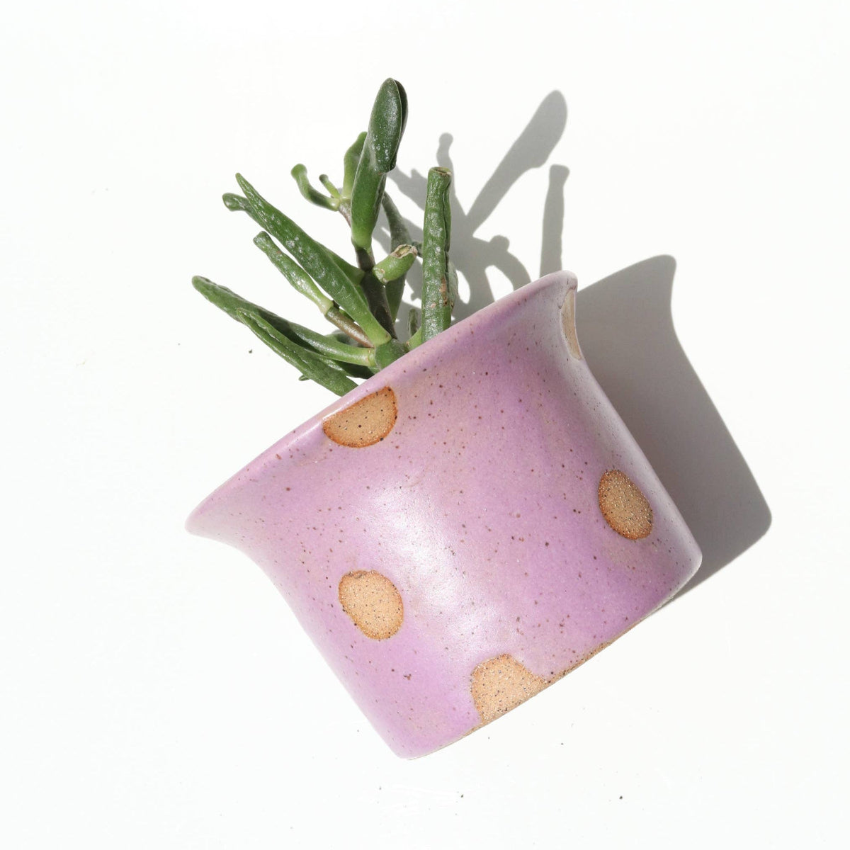 Pink polka dot planter with a succulent on a white background