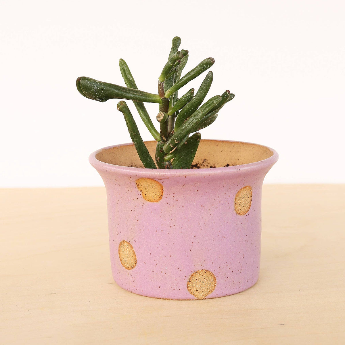 Small green succulent plant in a pink pot with gold polka dots on a beige background