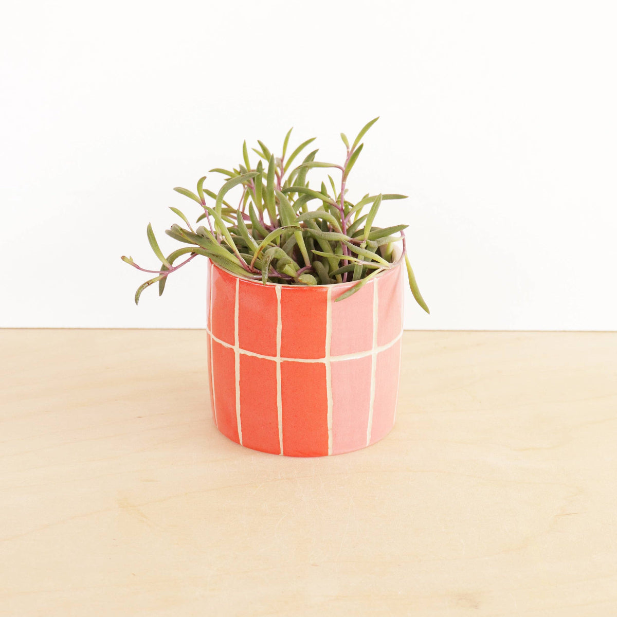 Small potted plant in a checkered pot on a beige surface with a white background