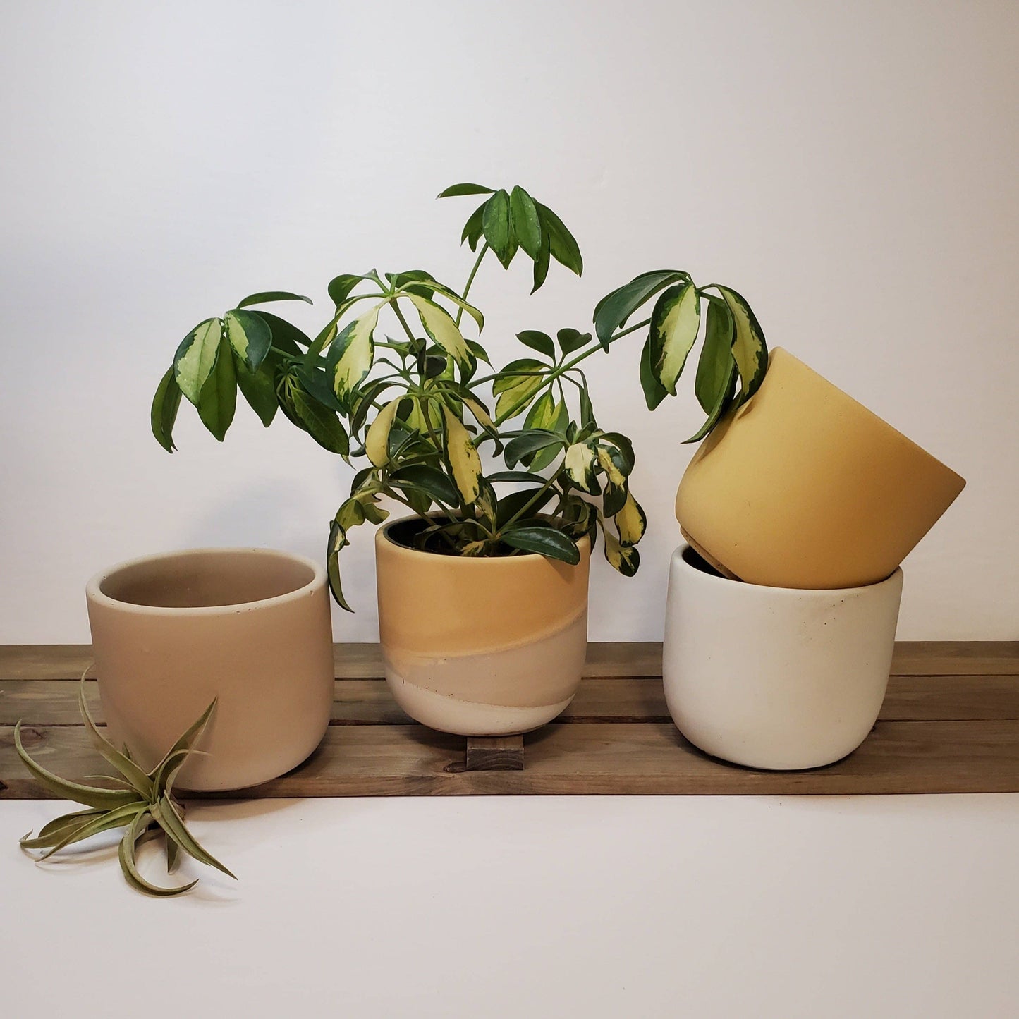 Prairies Sunrise Handmade Concrete Plant Pot - PlanterPlant 'er HereMisiyo Candle Co